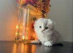 Scottish Fold Kitten Girl - Scottish Fold Kitten For Sale - Orlando&comma; FL&comma; US