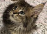 Bruno - Maine Coon Kitten For Sale - Chouteau&comma; OK&comma; US