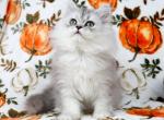 Silas - Persian Kitten For Sale - Boiling Springs&comma; PA&comma; US