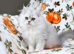 Sammy - Persian Kitten For Sale - Boiling Springs&comma; PA&comma; US