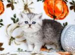 Tilly - Exotic Kitten For Sale - Boiling Springs&comma; PA&comma; US