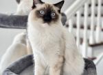 PERCY Seal Mitted Ragdolls - Ragdoll Cat For Sale - Mount Joy&comma; PA&comma; US