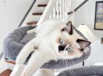 Maizie ready August 19 - Ragdoll Cat For Sale - Mount Joy&comma; PA&comma; US