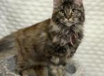 XXL blue torbie female - Maine Coon Kitten For Sale - Cookeville&comma; TN&comma; US