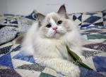 Glynnis - Ragdoll Kitten For Sale - Tuscaloosa&comma; AL&comma; US