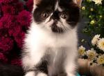 Orchideay - Exotic Kitten For Sale - 