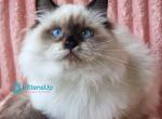 Potap - Siberian Cat For Sale - Pembroke Pines&comma; FL&comma; US