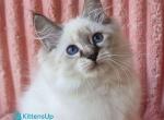 Tosya - Siberian Kitten For Sale - Pembroke Pines&comma; FL&comma; US