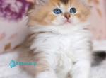 Bianka - British Shorthair Kitten For Sale - Norwalk&comma; CT&comma; US