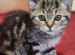 Masha - Scottish Straight Kitten For Sale - Copperas Cove&comma; TX&comma; US