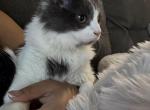 Leo Lola and clover - American Longhair Kitten For Adoption - Durham&comma; NC&comma; US