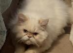 CFA Flame Point Persian kitten - Persian Kitten For Sale - Conyers&comma; GA&comma; US