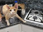 Bear - Devon Rex Cat For Sale - GA&comma; US