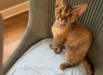 Nutka - Devon Rex Cat For Sale - GA&comma; US