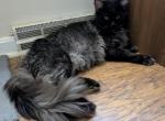 Mufasa - Maine Coon Cat For Sale - Freysville&comma; PA&comma; US
