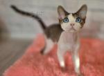 Devon Rex Dominant male - Devon Rex Kitten For Sale - Hollywood&comma; FL&comma; US