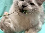 Gus - Maine Coon Cat For Sale - George&comma; WA&comma; US