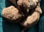 Devon Rex litter - Devon Rex Kitten For Sale - Hollywood&comma; FL&comma; US