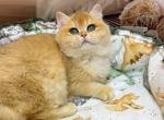 Cutie boy BRI - British Shorthair Kitten For Sale - Glendale&comma; CA&comma; US