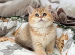 Faina - British Shorthair Kitten For Sale - Glendale&comma; CA&comma; US