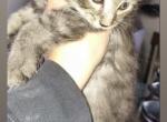 Maine coon Russian blue - Maine Coon Kitten For Sale - Mishawaka&comma; IN&comma; US