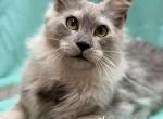 Moe - Maine Coon Cat For Sale - George&comma; WA&comma; US