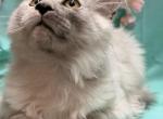 Scar - Maine Coon Kitten For Sale - George&comma; WA&comma; US