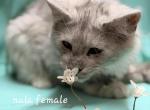 Nala - Maine Coon Kitten For Sale - George&comma; WA&comma; US
