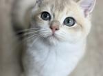 Zack - British Shorthair Kitten For Sale - Jacksonville&comma; FL&comma; US