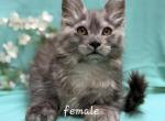 Female - Maine Coon Kitten For Sale - George&comma; WA&comma; US