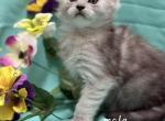Male - Maine Coon Kitten For Sale - George&comma; WA&comma; US