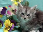 Female 2 - Maine Coon Kitten For Sale - George&comma; WA&comma; US