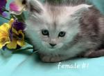 Female 1 - Maine Coon Kitten For Sale - George&comma; WA&comma; US