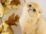 loki - Scottish Fold Kitten For Sale - Atlanta&comma; GA&comma; US