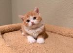 Tigri - Scottish Fold Kitten For Sale - Denver&comma; CO&comma; US