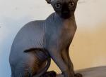 Sphynx Black solid female - Sphynx Kitten For Sale