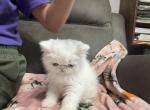 Persian girl ready to go - Persian Kitten For Sale - Palm Coast&comma; FL&comma; US