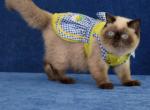 Charlotte - Exotic Kitten For Sale - Pembroke Pines&comma; FL&comma; US