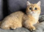 Venera - Munchkin Cat For Sale - Pembroke Pines&comma; FL&comma; US