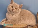Imbir - British Shorthair Kitten For Sale - Pembroke Pines&comma; FL&comma; US