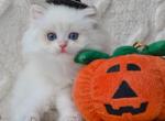 Norton - British Shorthair Kitten For Sale - Pembroke Pines&comma; FL&comma; US