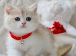 Niko - British Shorthair Kitten For Sale - Pembroke Pines&comma; FL&comma; US