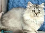 Zafira - Munchkin Cat For Sale - Pembroke Pines&comma; FL&comma; US