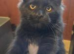 Spooky - Maine Coon Kitten For Sale - Jamesville&comma; NY&comma; US