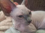 Chico - Sphynx Kitten For Sale - OH&comma; US