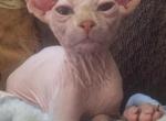 Weston - Sphynx Kitten For Sale - OH&comma; US