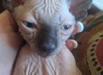 Rico - Sphynx Kitten For Sale - OH&comma; US