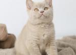 Zoran - British Shorthair Kitten For Sale - Grayslake&comma; IL&comma; US