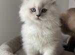 Kate - Scottish Straight Kitten For Sale - Harrisburg&comma; NC&comma; US