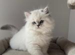 Bella - British Shorthair Kitten For Sale - Harrisburg&comma; NC&comma; US